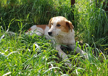 NESTOR, Hund, Mischlingshund in Griechenland - Bild 1