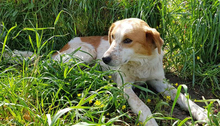 NESTOR, Hund, Mischlingshund in Griechenland - Bild 2