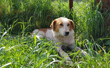 NESTOR, Hund, Mischlingshund in Griechenland - Bild 3