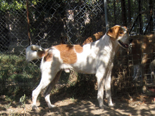 NESTOR, Hund, Mischlingshund in Griechenland - Bild 4