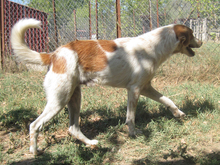 NESTOR, Hund, Mischlingshund in Griechenland - Bild 5