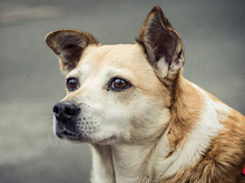 CLEOS, Hund, Mischlingshund in Bochum - Bild 1