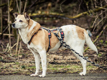 CLEOS, Hund, Mischlingshund in Bochum - Bild 2