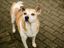 CLEOS, Hund, Mischlingshund in Bochum - Bild 3