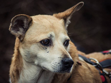 CLEOS, Hund, Mischlingshund in Bochum - Bild 4