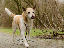 CLEOS, Hund, Mischlingshund in Bochum - Bild 5