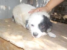FLOCKE, Hund, Mischlingshund in Rumänien - Bild 2