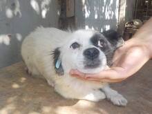 FLOCKE, Hund, Mischlingshund in Rumänien - Bild 3
