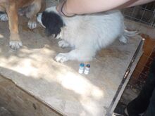 FLOCKE, Hund, Mischlingshund in Rumänien - Bild 4