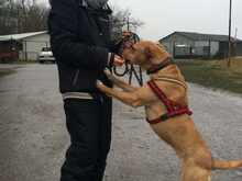 RITA, Hund, Mischlingshund in Ungarn - Bild 2