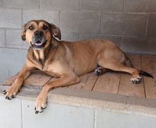 GORDA, Hund, Mischlingshund in Spanien - Bild 2