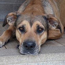 GORDA, Hund, Mischlingshund in Spanien - Bild 3