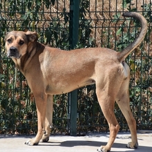 GORDA, Hund, Mischlingshund in Spanien - Bild 5