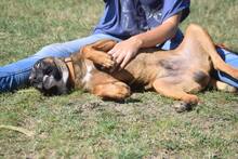 GÜNTER, Hund, Mischlingshund in Ungarn - Bild 15