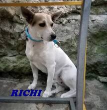 RICHI, Hund, Mischlingshund in Schnaittach - Bild 1