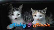 MICKEY, Katze, Europäisch Kurzhaar in Bulgarien - Bild 1
