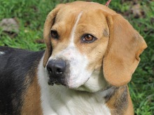 MAYA, Hund, Beagle in Spanien - Bild 1