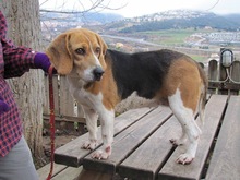 MAYA, Hund, Beagle in Spanien - Bild 10