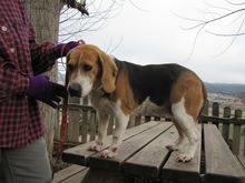 MAYA, Hund, Beagle in Spanien - Bild 11