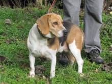 MAYA, Hund, Beagle in Spanien - Bild 12
