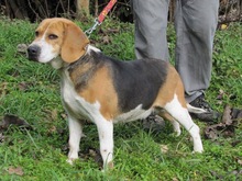 MAYA, Hund, Beagle in Spanien - Bild 14