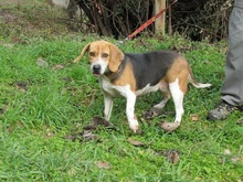 MAYA, Hund, Beagle in Spanien - Bild 2