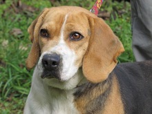 MAYA, Hund, Beagle in Spanien - Bild 4
