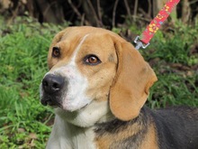MAYA, Hund, Beagle in Spanien - Bild 5