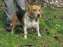 MAYA, Hund, Beagle in Spanien - Bild 6