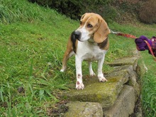 MAYA, Hund, Beagle in Spanien - Bild 7