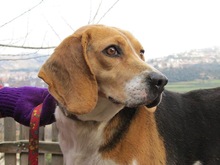 MAYA, Hund, Beagle in Spanien - Bild 8