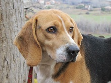 MAYA, Hund, Beagle in Spanien - Bild 9