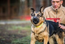 WIESIA, Hund, Deutscher Schäferhund in Polen - Bild 10