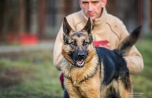 WIESIA, Hund, Deutscher Schäferhund in Polen - Bild 7