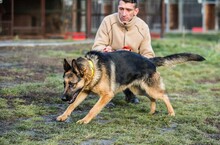 WIESIA, Hund, Deutscher Schäferhund in Polen - Bild 8