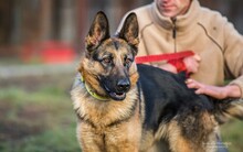 WIESIA, Hund, Deutscher Schäferhund in Polen - Bild 9
