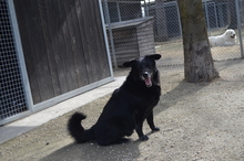 MAX, Hund, Mischlingshund in Tirschenreuth - Bild 1