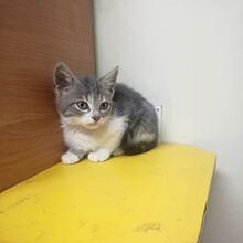 DEAN, Katze, Hauskatze in Bulgarien - Bild 7