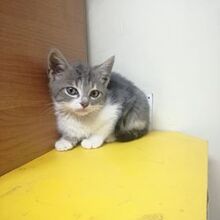 DEAN, Katze, Hauskatze in Bulgarien - Bild 8