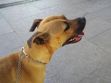 ARA KHALIFA, Hund, Bullmastiff in Spanien - Bild 4