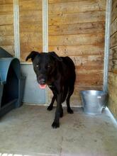 PIPOOL, Hund, Labrador Retriever in Spanien - Bild 12
