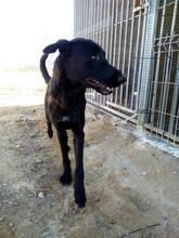 PIPOOL, Hund, Labrador Retriever in Spanien - Bild 13