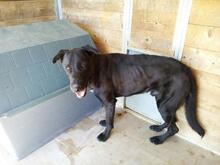PIPOOL, Hund, Labrador Retriever in Spanien - Bild 14