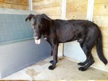 PIPOOL, Hund, Labrador Retriever in Spanien - Bild 16