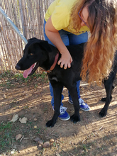 PIPOOL, Hund, Labrador Retriever in Spanien - Bild 18