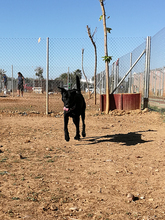 PIPOOL, Hund, Labrador Retriever in Spanien - Bild 20