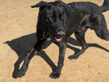 PIPOOL, Hund, Labrador Retriever in Spanien - Bild 3