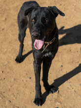 PIPOOL, Hund, Labrador Retriever in Spanien - Bild 5