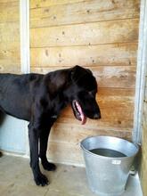 PIPOOL, Hund, Labrador Retriever in Spanien - Bild 9
