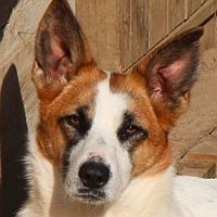 ZARA, Hund, Mischlingshund in Italien - Bild 1